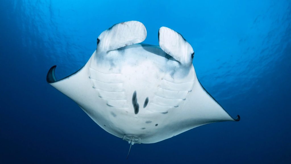 A manta ray passing overhead in clear water