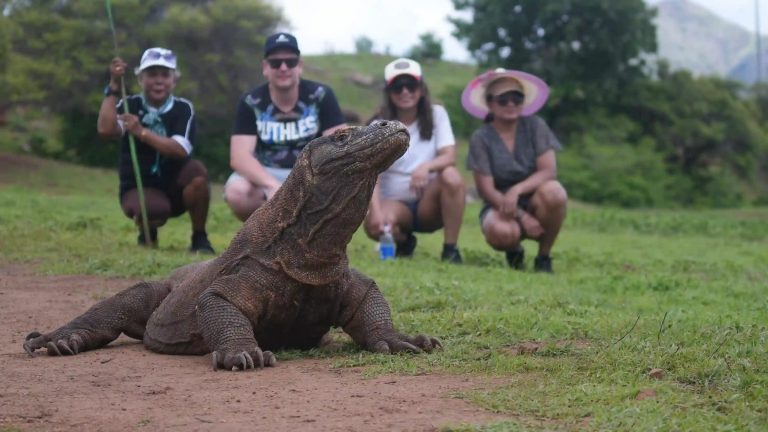 Visitors keeping their distance from a Komodo dragon with a ranger
