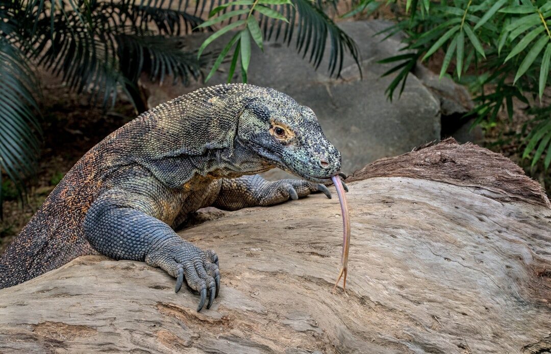 Komodo dragon in a protected conservation area within Komodo National Park