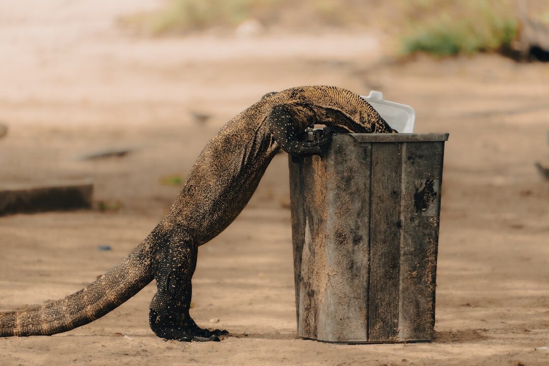 A Komodo dragon, the world's largest lizard species, native to Komodo National Park