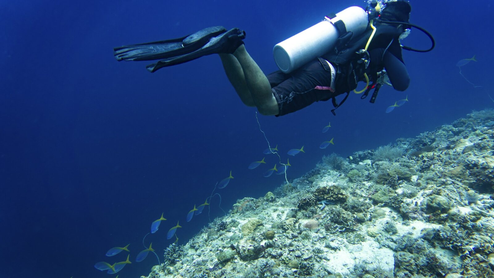 A scuba diver descending along a coral reef slope with schooling fish, photographed at Kimud Shoal in the Philippines