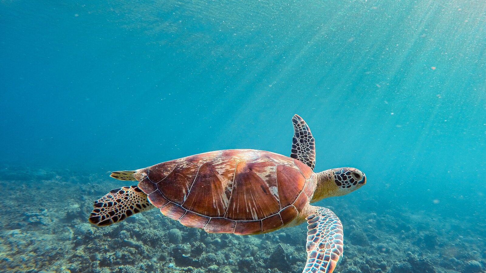 A sea turtle swimming above a shallow coral reef