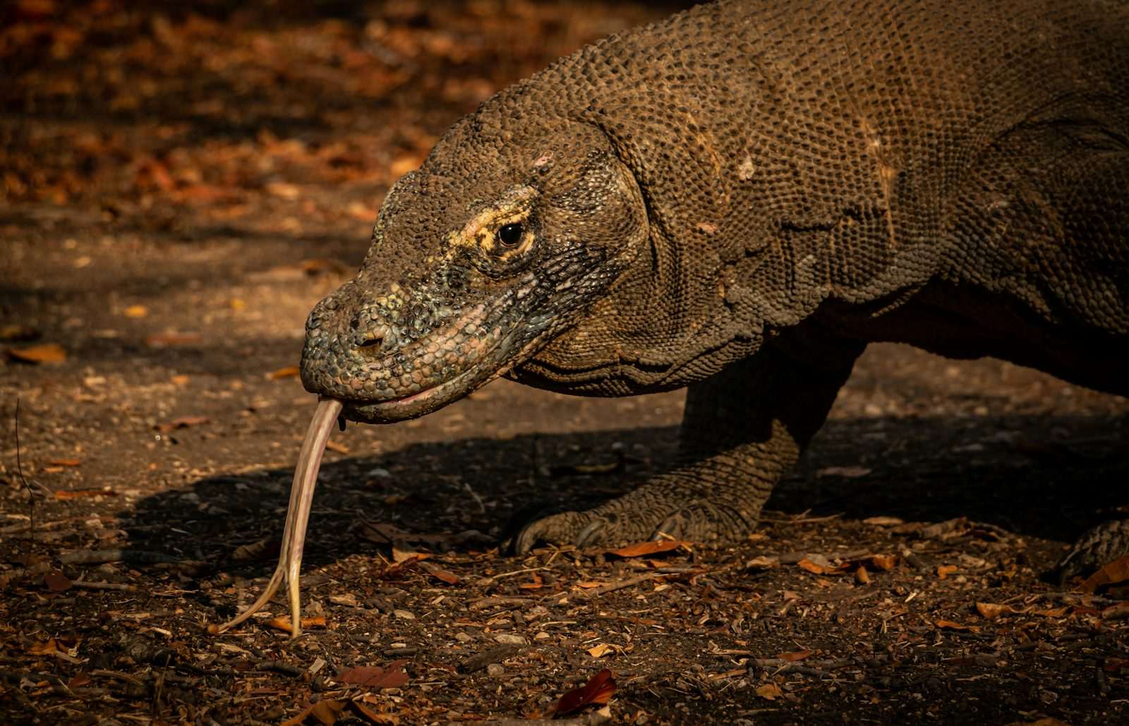 A Komodo dragon with a long neck