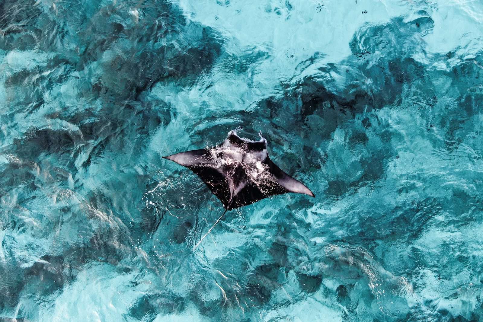A large ray gliding through open water