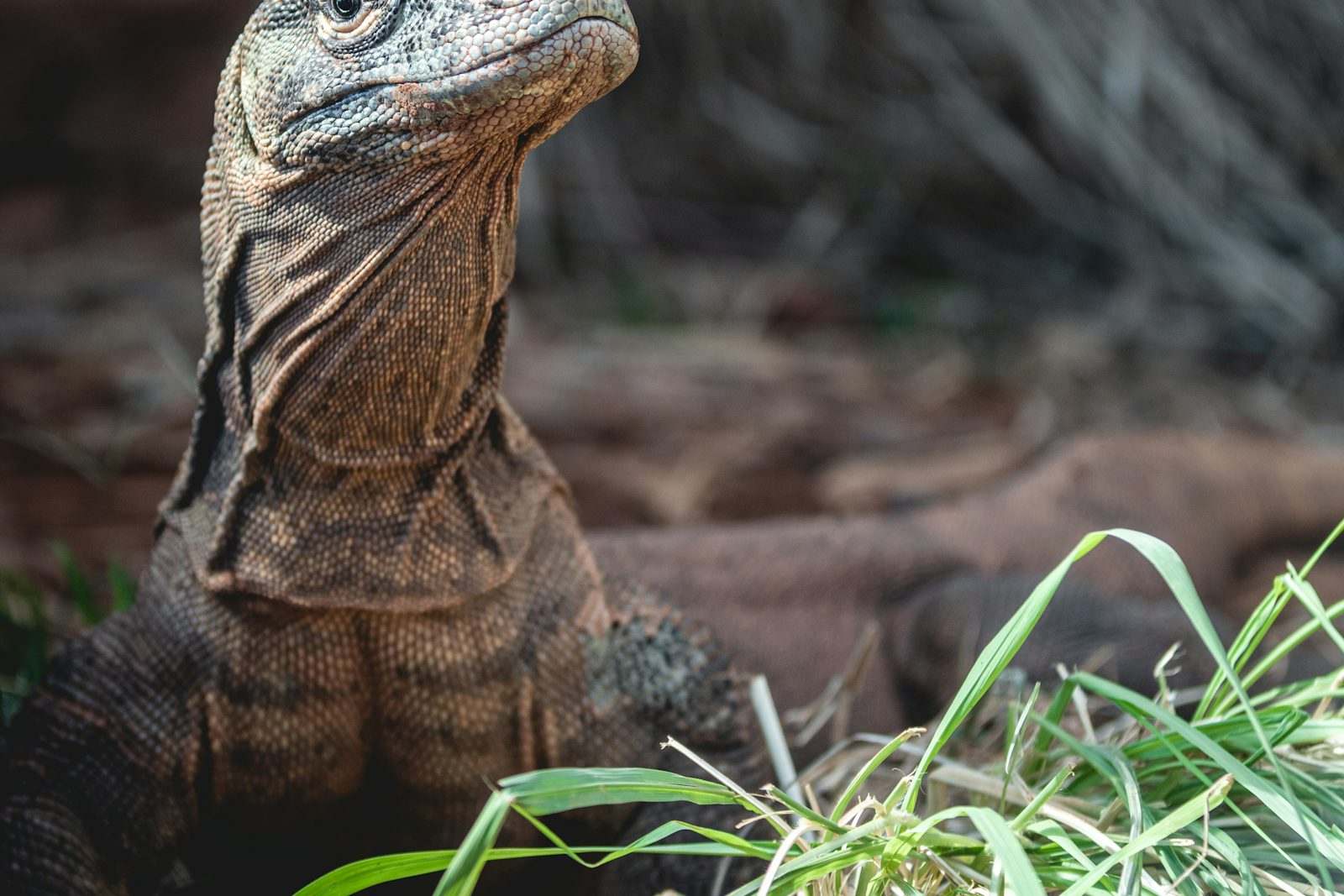 A close up of a Komodo dragon in the grass