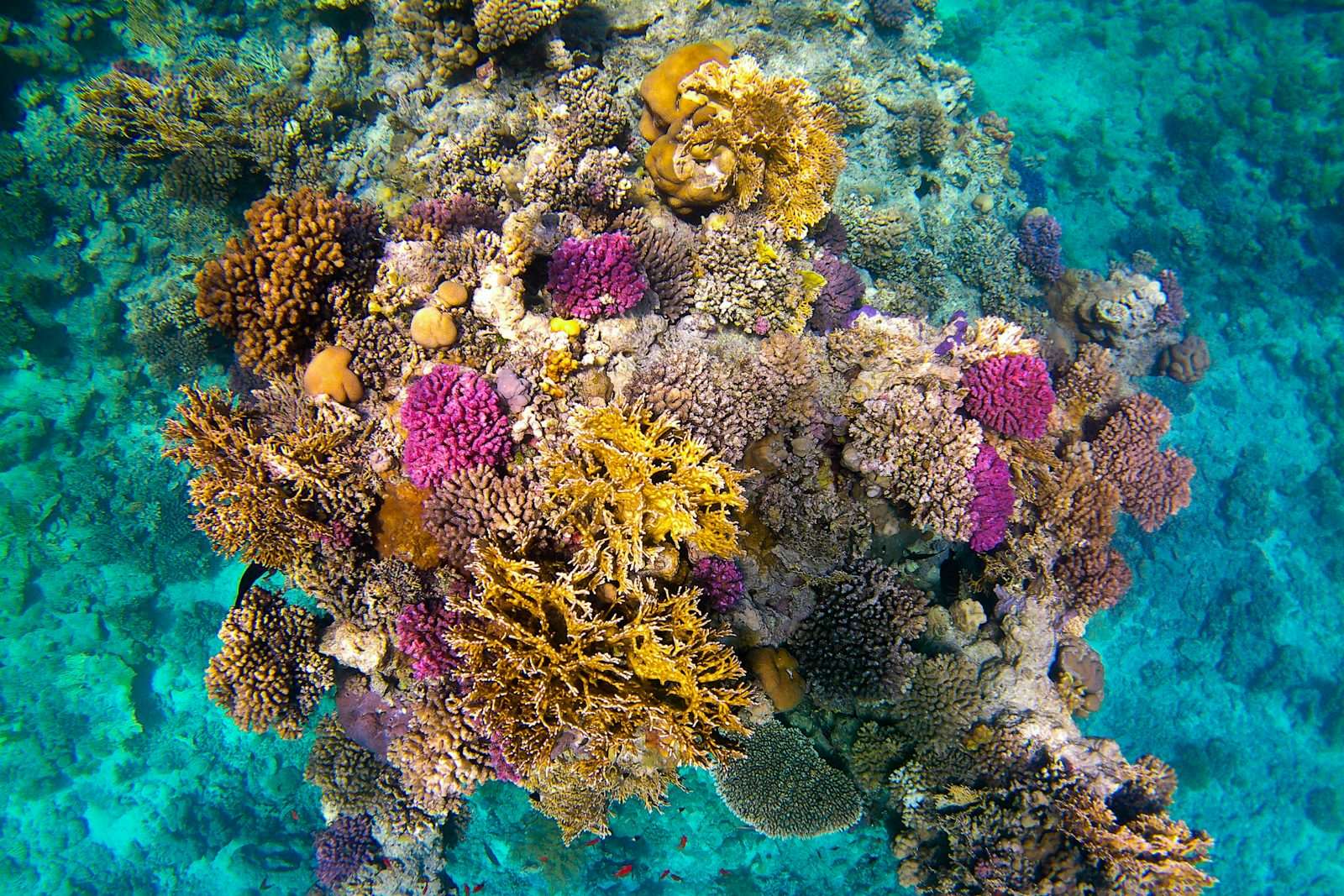 Pink and brown coral reef