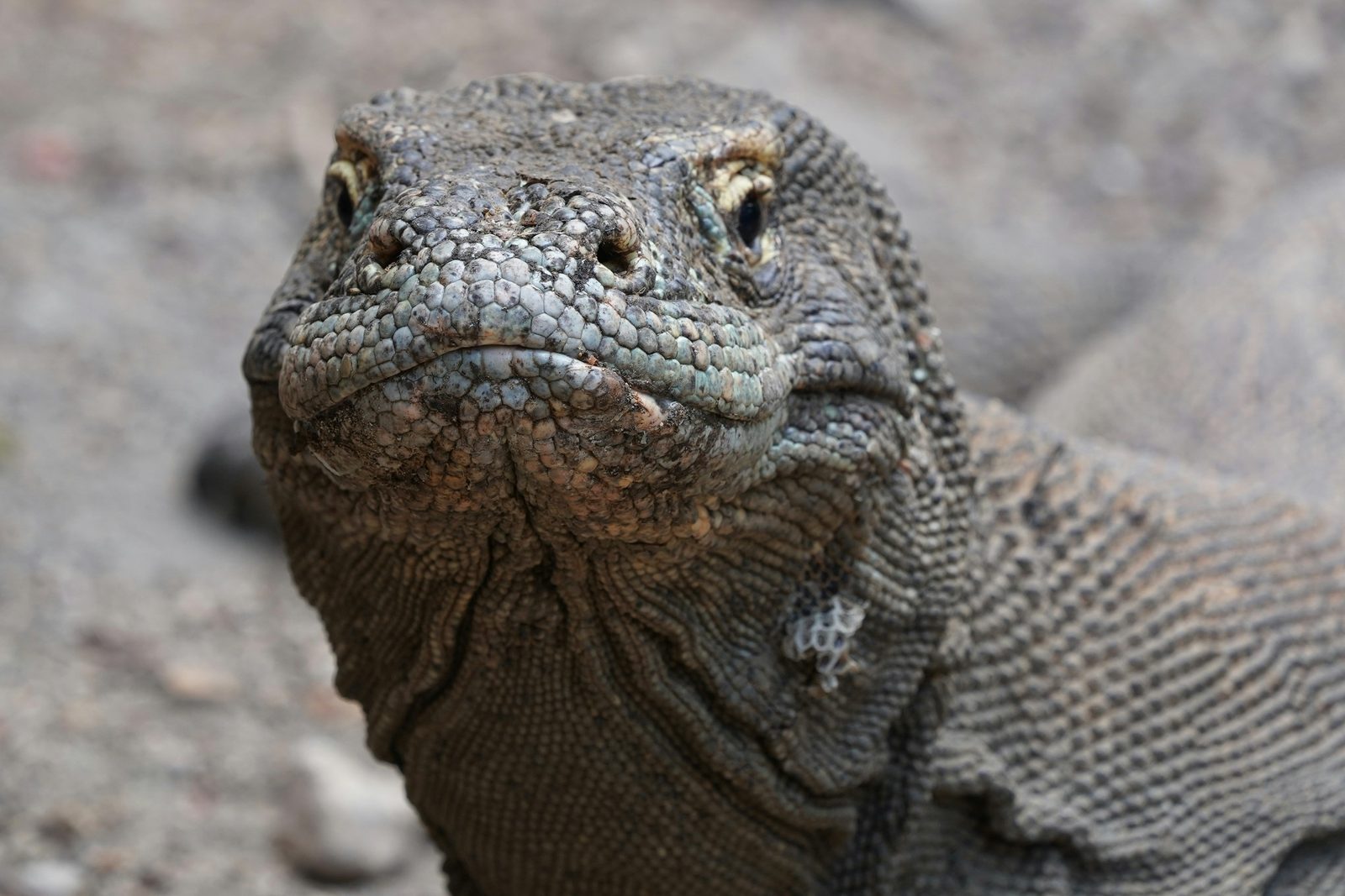A Komodo dragon stares directly at the viewer