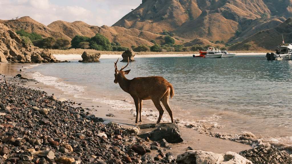 A deer standing on a rocky beach next to a body of water