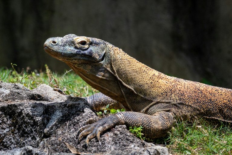 A Komodo dragon, the world's largest lizard species