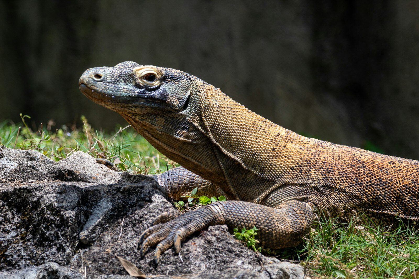 A Komodo dragon, the world's largest lizard species