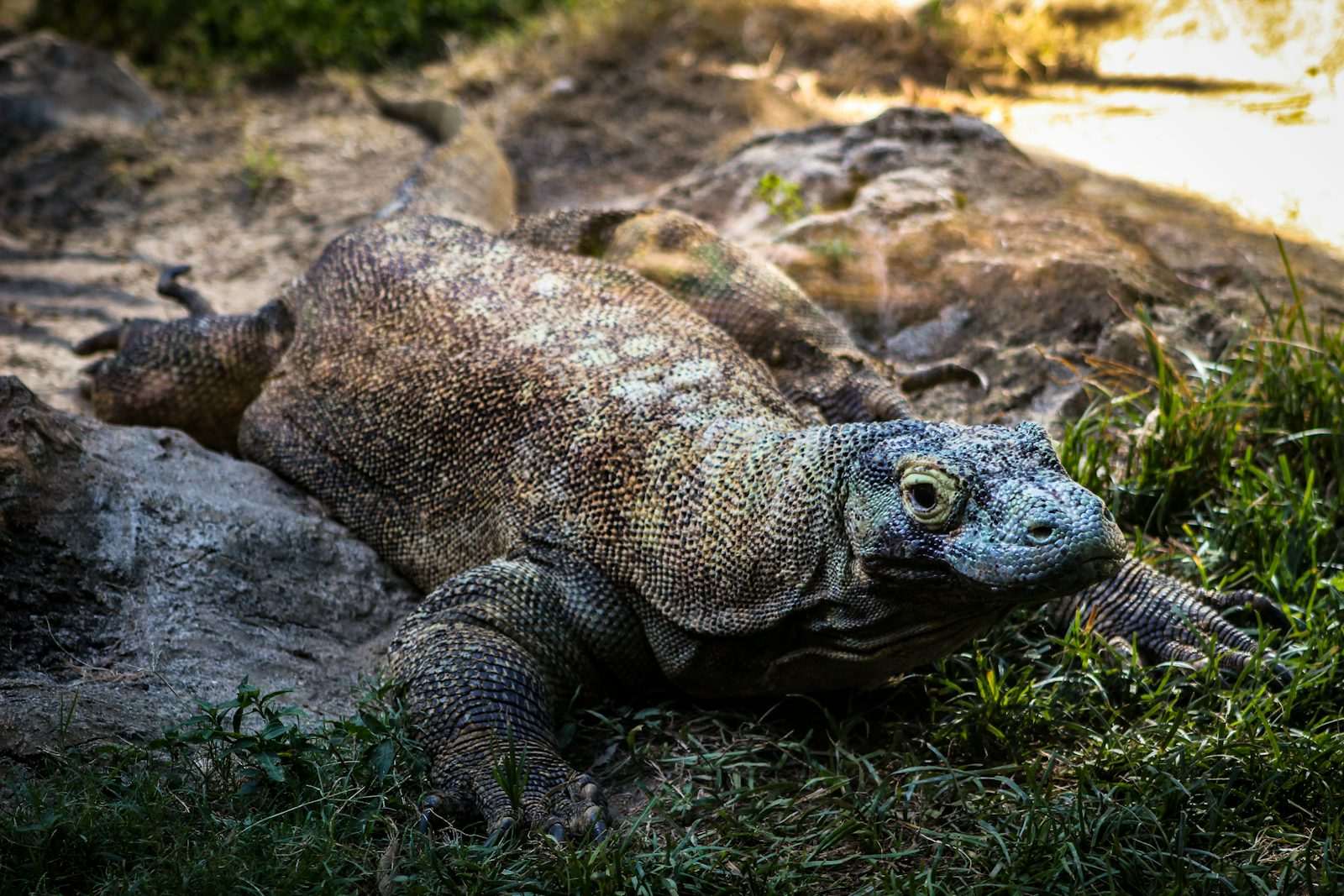 Brown Komodo dragon