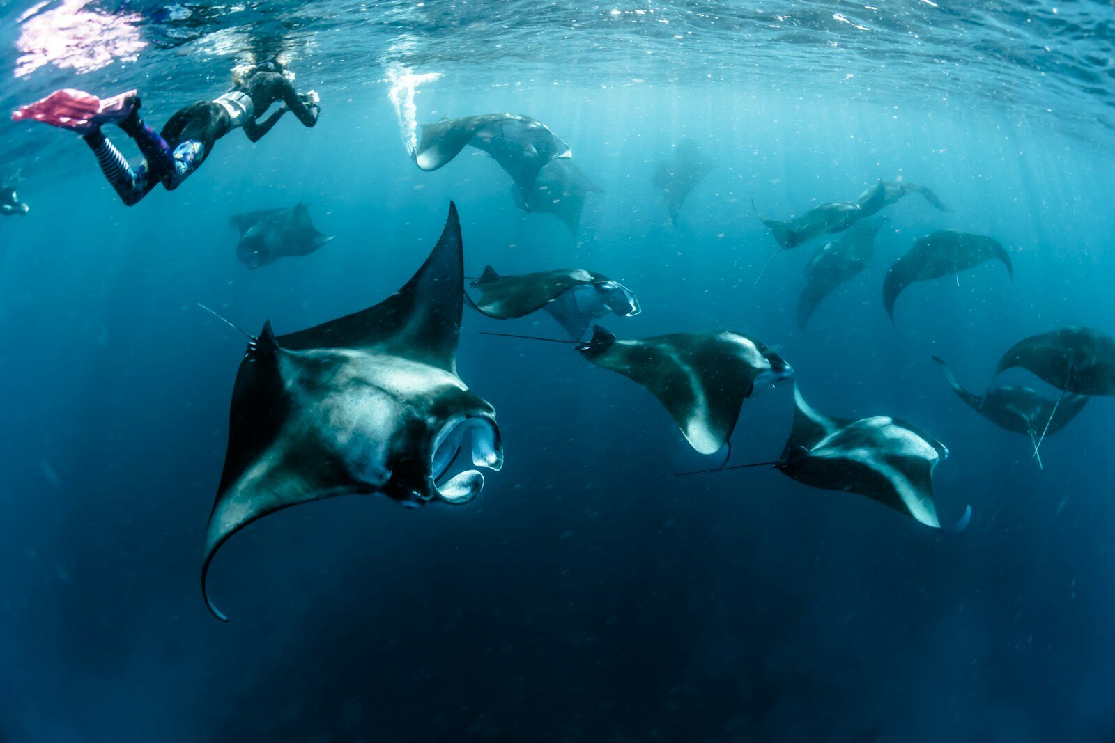 Snorkellers with a group of manta rays in tropical waters