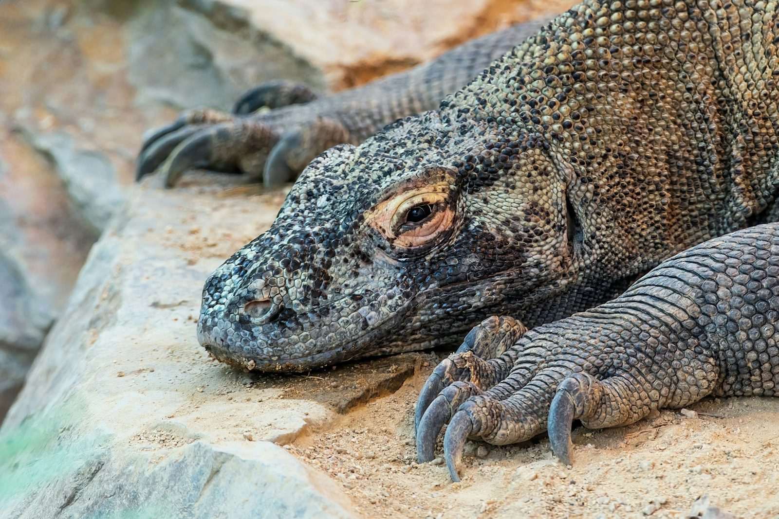 A close up of a Komodo dragon resting in the shade