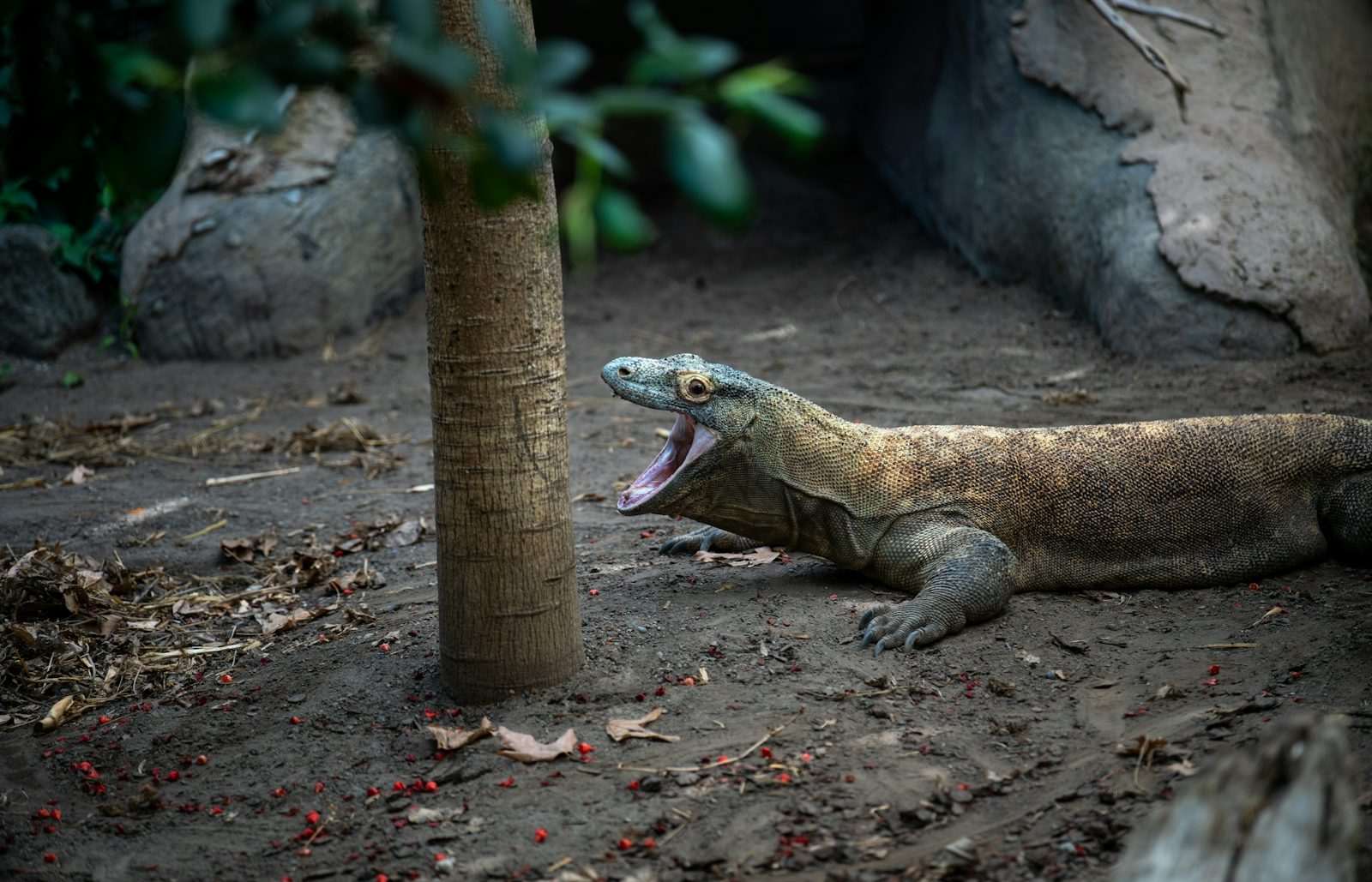 A large Komodo dragon laying on the ground next to a tree