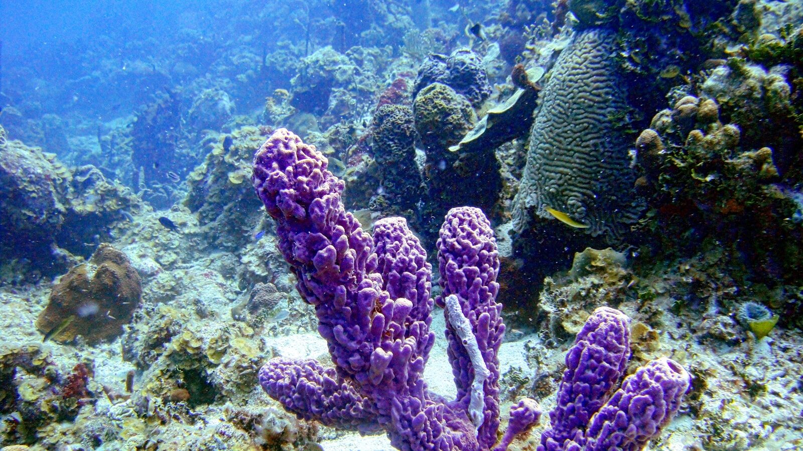 A coral reef with sponges and reef fish