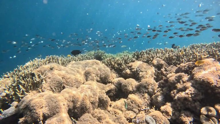 A dense Komodo reef wall crowded with fish and soft coral