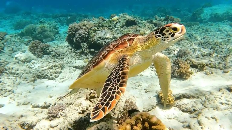 A green turtle over seagrass in the shallows