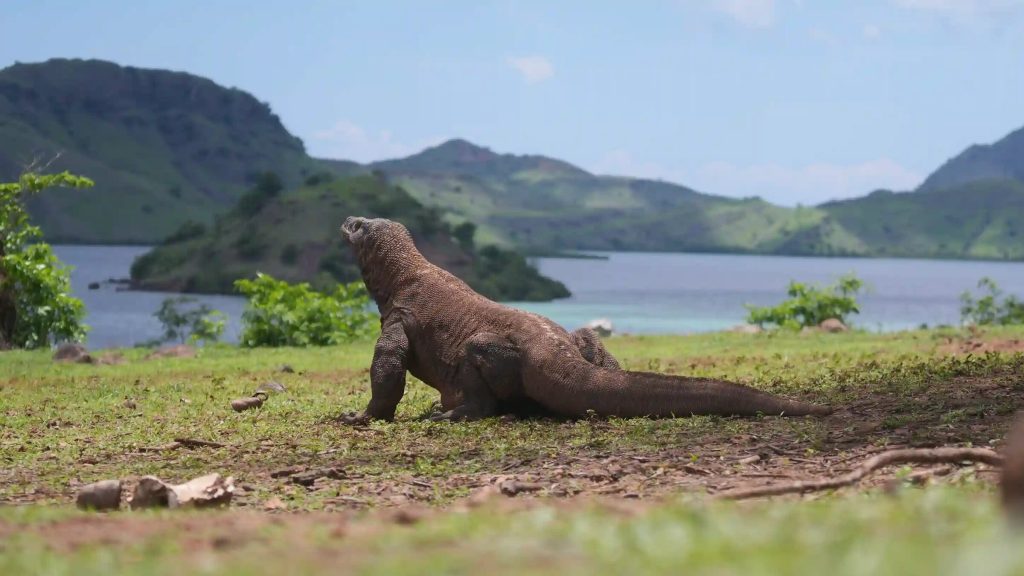 A Komodo dragon on open ground above the sea