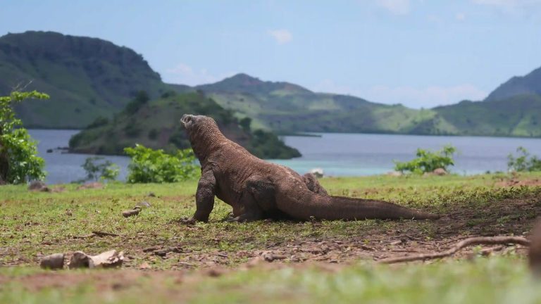 A Komodo dragon on open ground above the sea