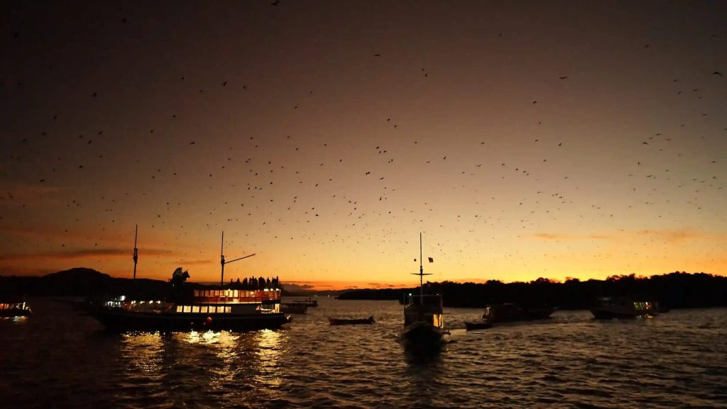 Flying foxes streaming over moored boats at Kalong Island at sunset