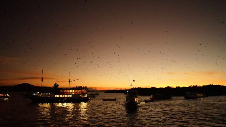 Flying foxes streaming over moored boats at Kalong Island at sunset