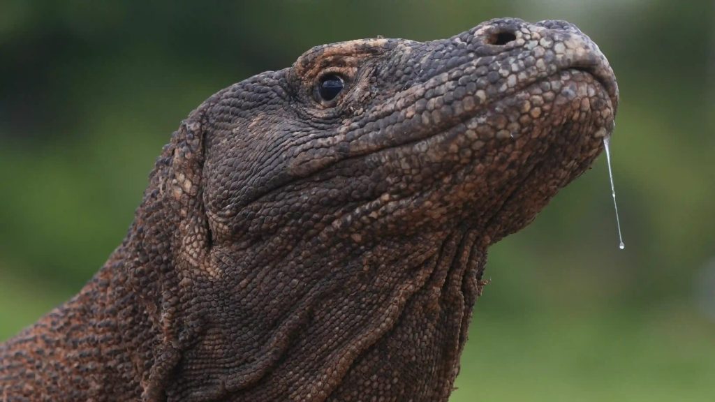 Close portrait of an adult Komodo dragon