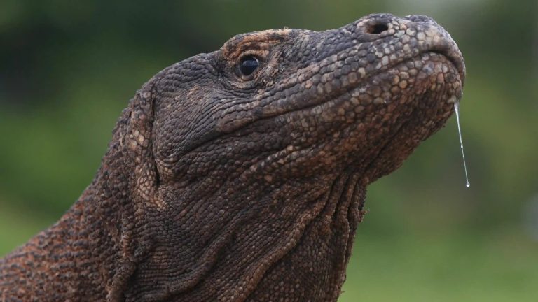 Close portrait of an adult Komodo dragon