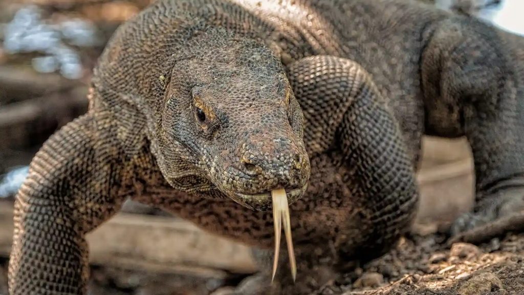 A Komodo dragon at close range, tongue extended