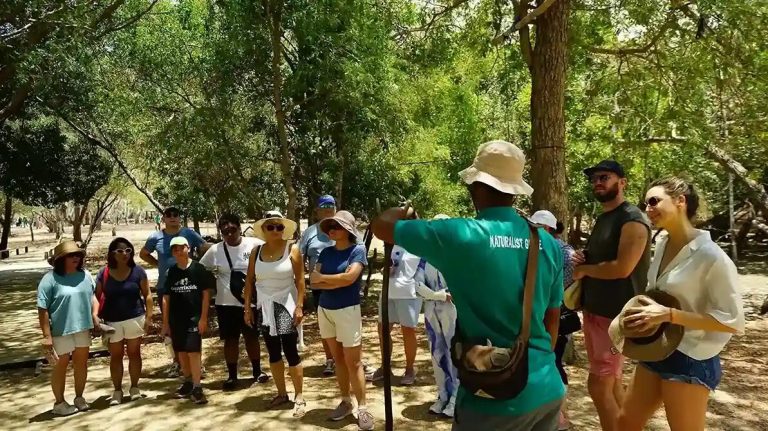 A guided group walking a forest trail on Rinca