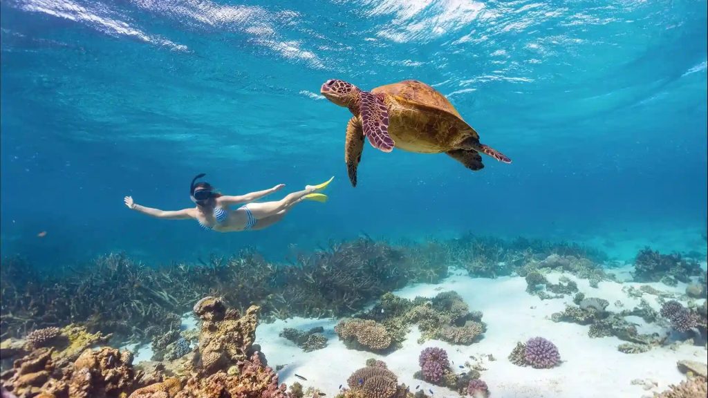 A snorkeller alongside a green turtle
