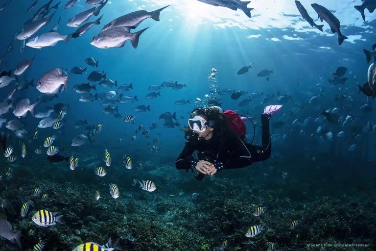 A diver among a dense school of fish over the reef in clear blue water