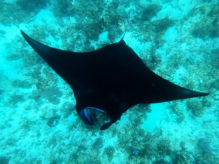 A manta ray gliding over the shallow turquoise reef at Manta Point