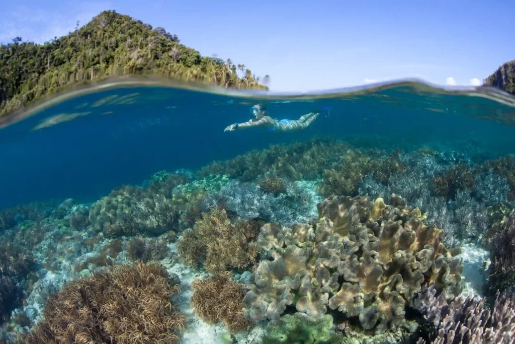 A split over-under view of a snorkeller above shallow coral off Sebayur Island