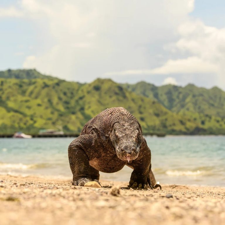 A Komodo dragon standing on open sand near the shoreline, green hills behind
